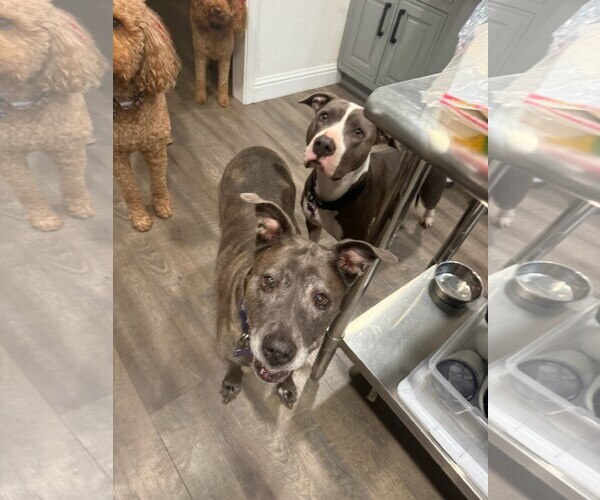 Medium Photo #2 American Pit Bull Terrier Puppy For Sale in Berkeley, CA, USA