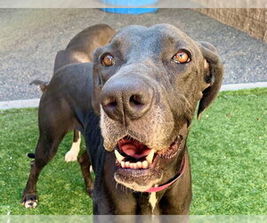 Great Dane-Unknown Mix Dogs for adoption in Moreno Valley, CA, USA