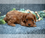 Small #2 Cavapoo