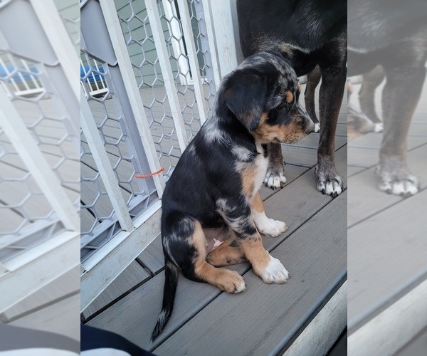 Medium Photo #1 Australian Shepherd-Rottweiler Mix Puppy For Sale in LACEY, WA, USA