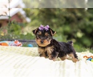 Yorkshire Terrier Puppy for sale in CLARKSVILLE, TN, USA