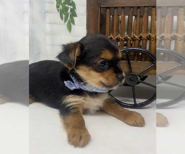 Medium Photo #13 Shorkie Tzu Puppy For Sale in SELLERSBURG, IN, USA