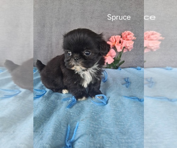 Medium Photo #3 Shih Tzu Puppy For Sale in MOUNT PLEASANT, MI, USA
