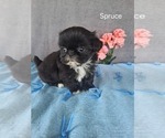 Small #2 Shih Tzu