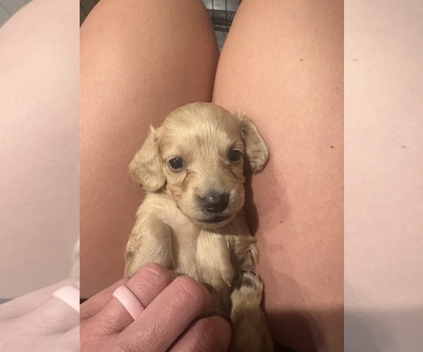 Medium Photo #7 Dachshund Puppy For Sale in MARSHFIELD, MO, USA