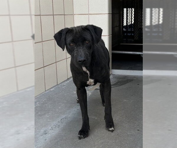 Medium Photo #2 Labrador Retriever-Unknown Mix Puppy For Sale in Corpus Christi, TX, USA