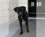 Small #1 Labrador Retriever Mix