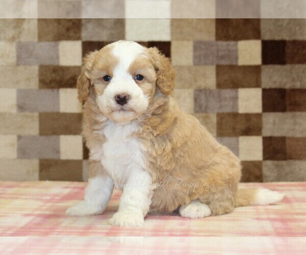 Medium Photo #1 Bernedoodle (Miniature) Puppy For Sale in DENVER, PA, USA