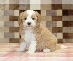 Small Bernedoodle (Miniature)