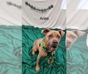 Mutt Dogs for adoption in Cape May, NJ, USA