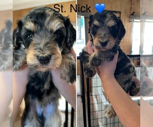 Aussiedoodle Puppy for Sale in GREENSBURG, Kentucky USA