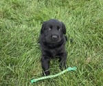 Litter of 5 - Male(s) and Female(s) Golden LabradorLitter of Puppies for Sale - Photo #3
