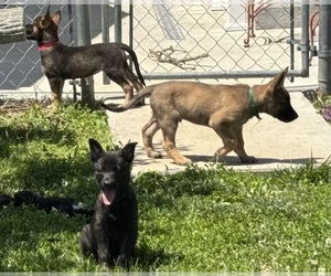 Belgian Malinois-Dutch Shepherd Dog Mix Puppy for sale in BLOOMINGTON, IN, USA
