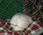 Small Photo #26 Maltese Puppy For Sale in PATERSON, NJ, USA