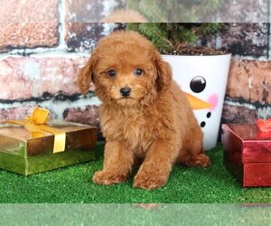 Poodle (Miniature) Puppy for sale in BEL AIR, MD, USA