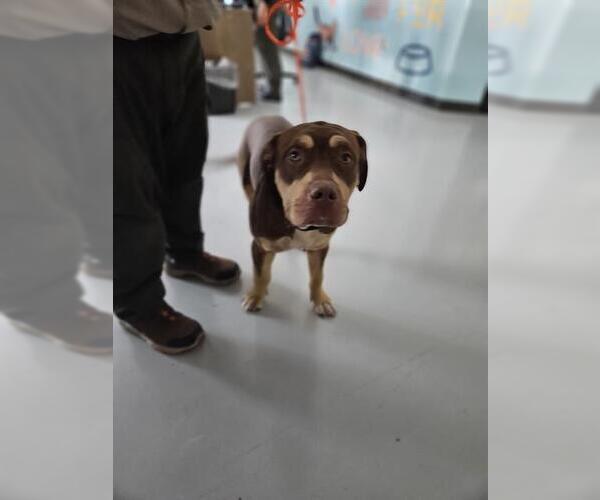 Medium Photo #1 Mastiff-Unknown Mix Puppy For Sale in Temple, TX, USA