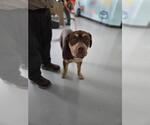 Small Mastiff Mix