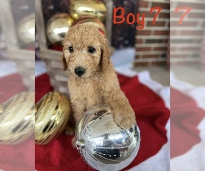Goldendoodle Puppy for sale in PARRISH, AL, USA