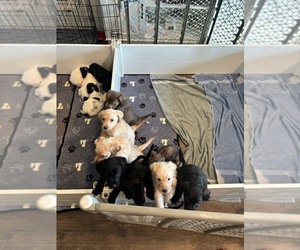 Labrador Retriever Puppy for sale in HUTSONVILLE, IL, USA