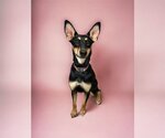 Small Photo #8 Doberman Pinscher-Unknown Mix Puppy For Sale in The Woodlands, TX, USA
