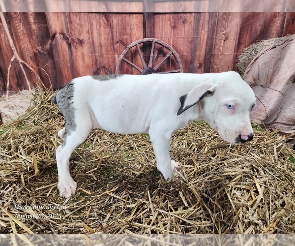Medium Photo #6 Catahoula Leopard Dog Puppy For Sale in CUMBY, TX, USA