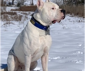 Father of the Dogo Argentino puppies born on 05/16/2022