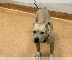 Mutt Dogs for adoption in Martinez, CA, USA