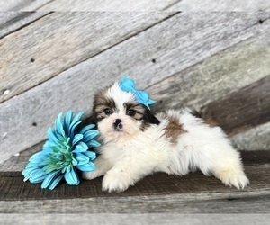 Shih Tzu Puppy for sale in ELKTON, KY, USA
