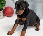 Small Photo #70 Doberman Pinscher Puppy For Sale in GOSHEN, IN, USA
