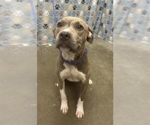 Staffordshire Bull Terrier-Unknown Mix Dogs for adoption in Rosenberg, TX, USA