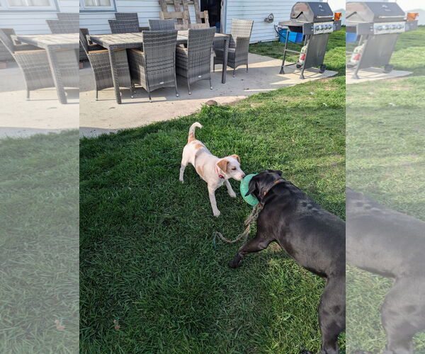 Medium Photo #12 Labrador Retriever-Unknown Mix Puppy For Sale in Doylestown, PA, USA