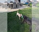 Small #11 Labrador Retriever Mix