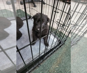 German Shepherd Dog Puppy for Sale in BEAVERDAM, Virginia USA
