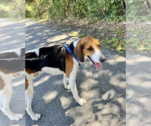 Medium Treeing Walker Coonhound Mix