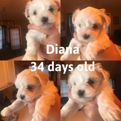 Maltese Puppy for sale in DAWSONVILLE, GA, USA