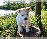 Small Photo #1 Labrador Retriever-Unknown Mix Puppy For Sale in Alexander, AR, USA