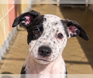 Mutt Dogs for adoption in Redwood City, CA, USA
