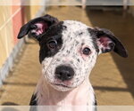 DAKOTA - Female Mutt Dog for Adoption - Small photo