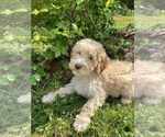 Puppy Purple Miniature Labradoodle