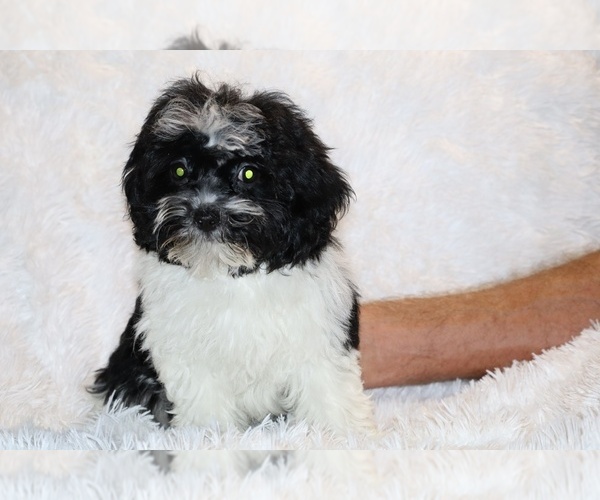 Medium Photo #15 ShihPoo Puppy For Sale in DYERSBURG, TN, USA