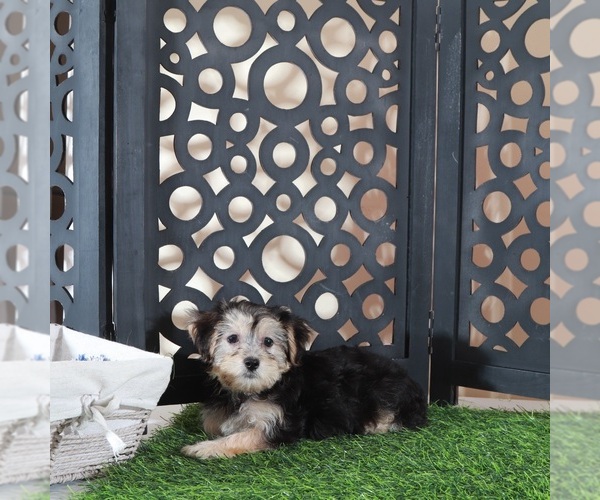Medium Photo #2 Yo-Chon Puppy For Sale in MOUNT VERNON, OH, USA