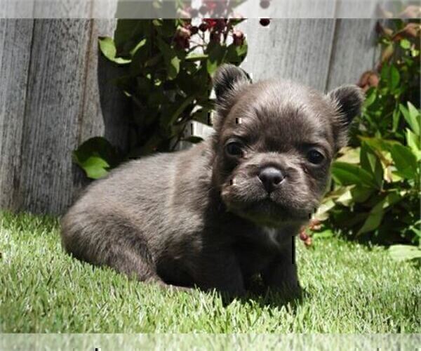 Medium Photo #9 French Bulldog Puppy For Sale in WEST PALM BEACH, FL, USA