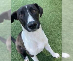 Mutt Dogs for adoption in NEWPORT NH, NH, USA