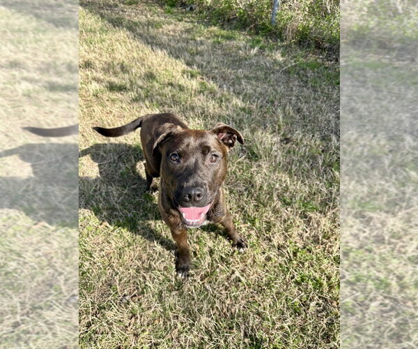 Medium Photo #8 Labrador Retriever-Unknown Mix Puppy For Sale in Glen Allen, VA, USA