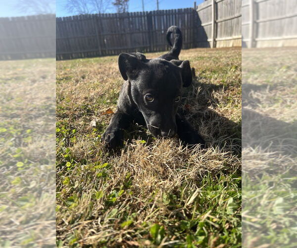 Medium Photo #1 Labrador Retriever-Unknown Mix Puppy For Sale in Aurora, IN, USA