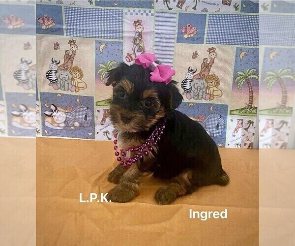 Medium Photo #5 Yorkshire Terrier Puppy For Sale in WINNSBORO, LA, USA