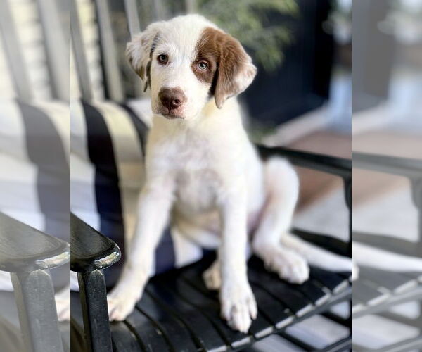 Medium Photo #12 Great Pyrenees-Unknown Mix Puppy For Sale in Corona, CA, USA