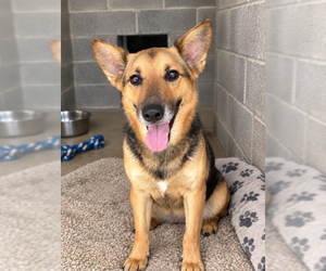 Mutt Dogs for adoption in Sistersville, WV, USA