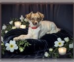 Small Photo #2 Maltipoo Puppy For Sale in Redmond, WA, USA