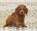 Small #3 Cavapoo